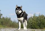 ALASKAN MALAMUTE 395